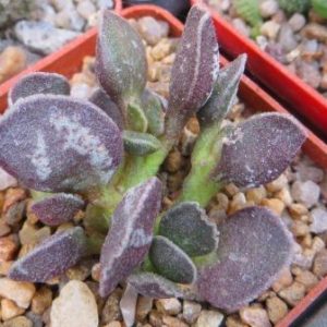 adromischus bryan makin black sea