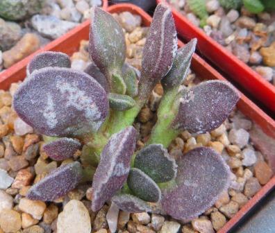 adromischus bryan makin black sea