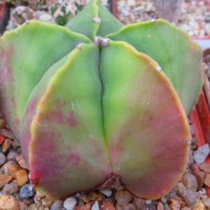 astrophytum myriostigma kikko