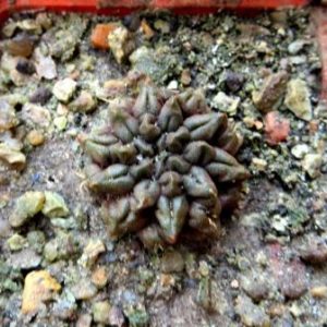 thelocephala occulta