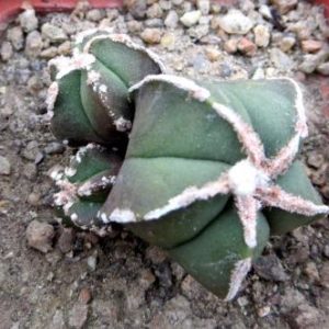 astrophytum hakuun monstrose