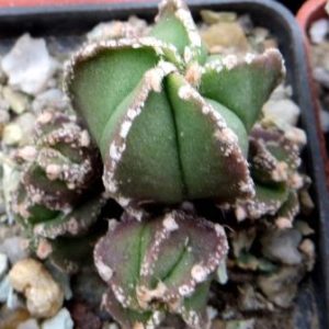 astrophytum hakuun monstrose