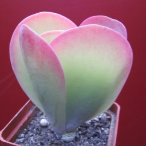 Kalanchoe thyrsiflora