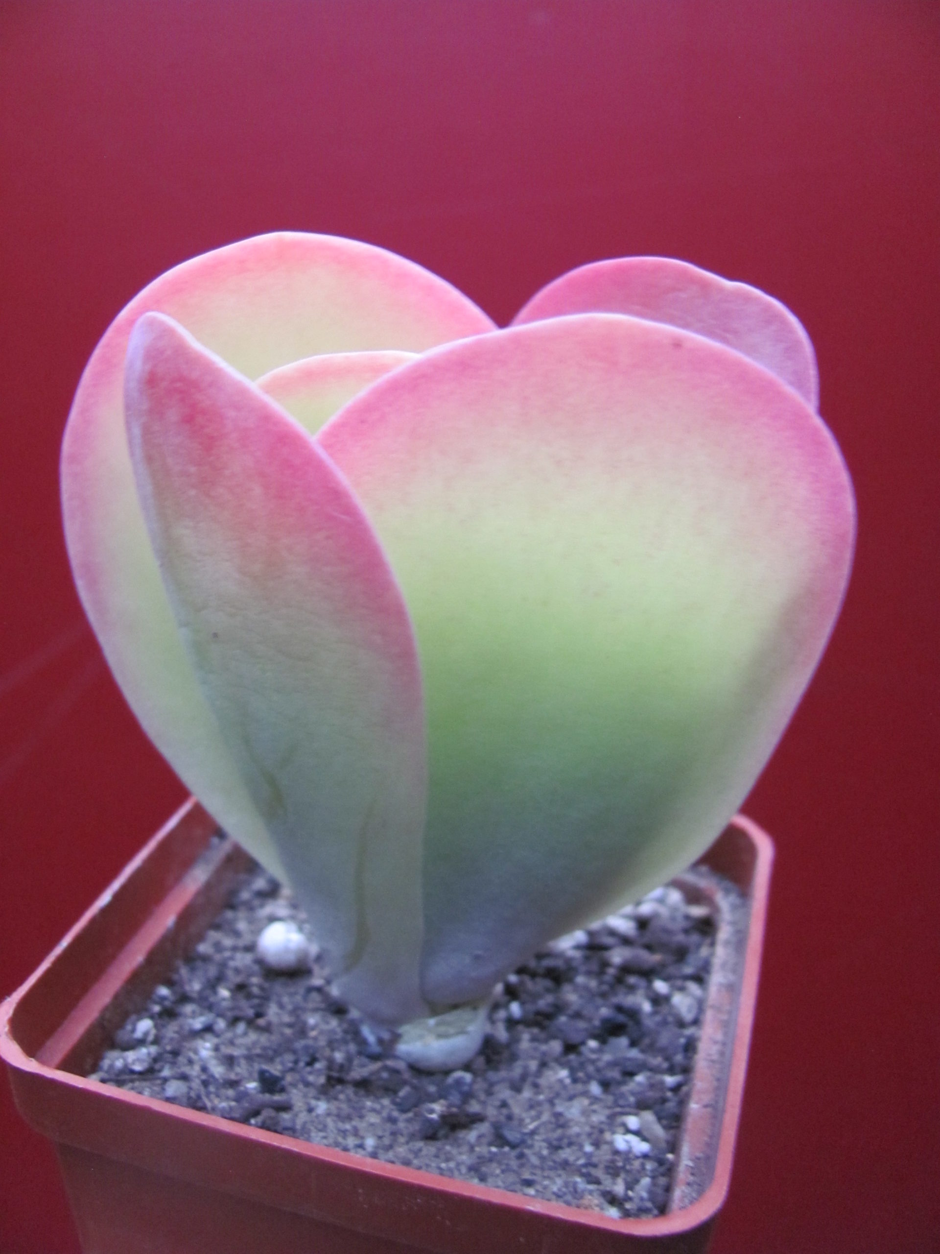 Kalanchoe thyrsiflora