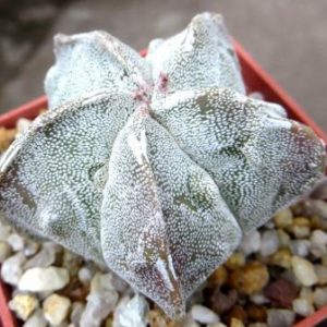 astrophytum fukuryu ball