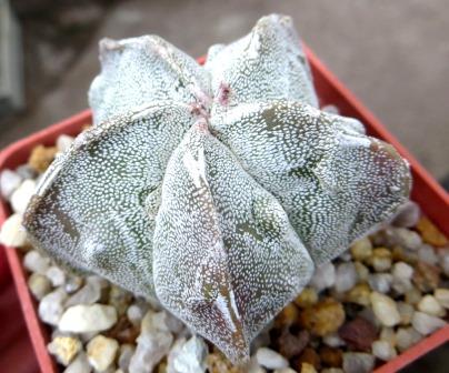 astrophytum fukuryu ball