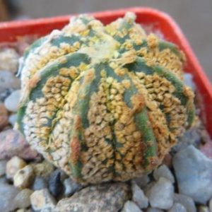 astrophytum super kabuto gold