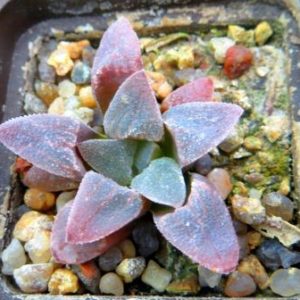 haworthia pygmaea crystallina