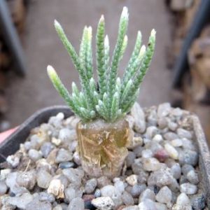 anacampseros alstonii