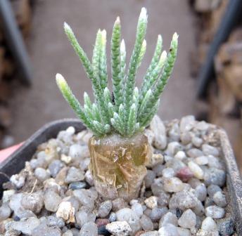 anacampseros alstonii