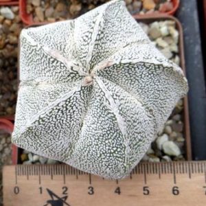 astrophytum onzuka ball