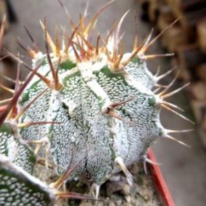 astrophytum ornatum fukuryu super white