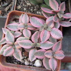 Crassula volkensii    variegata