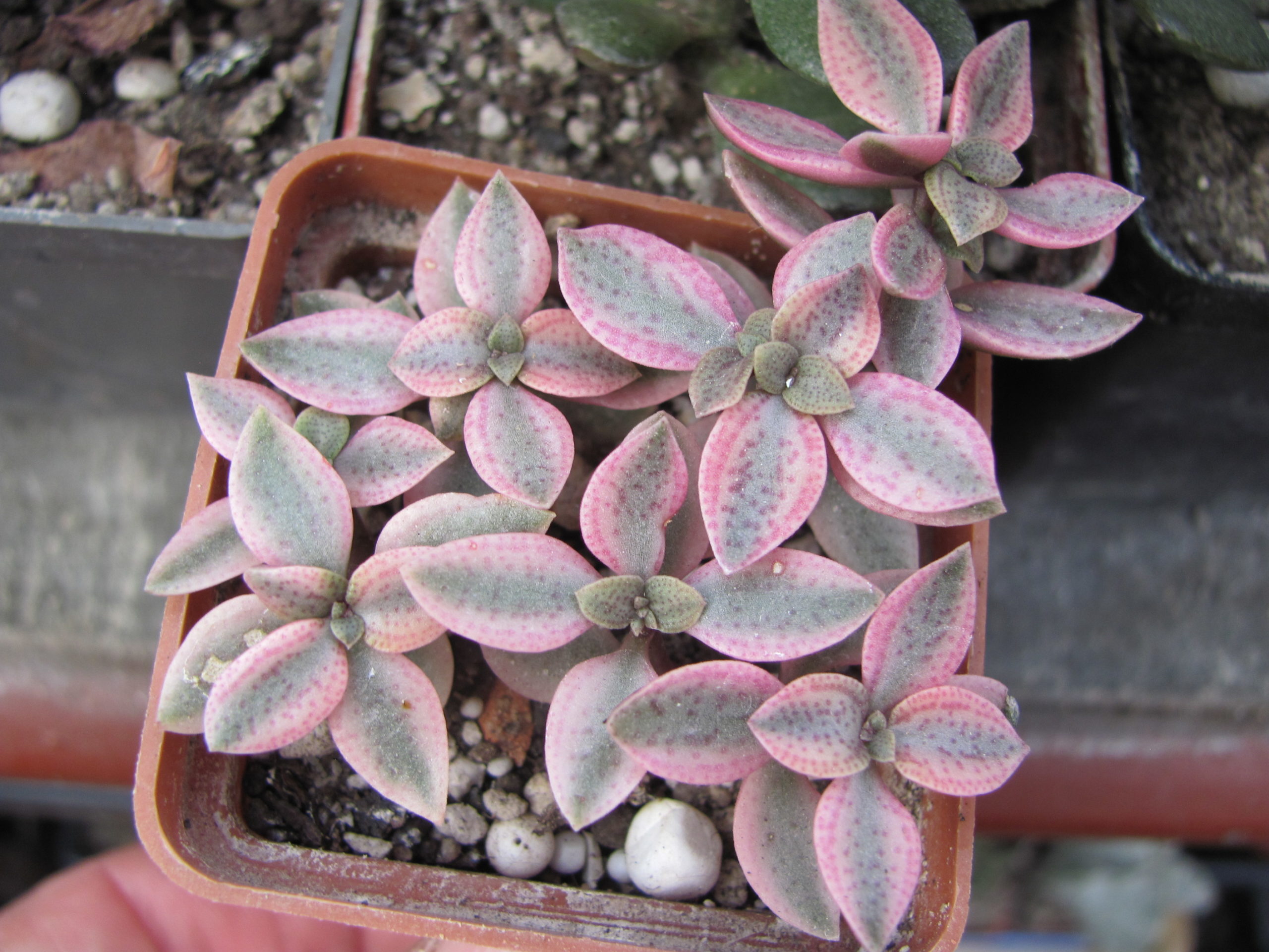 Crassula volkensii variegata