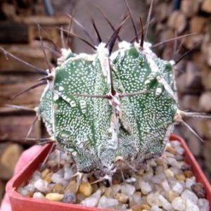 astrophytum ornatum fukuryu