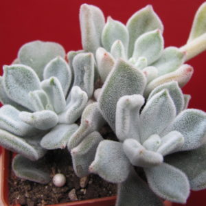 Echeveria Frosty       3 вместе