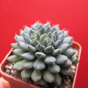 Echeveria rundellii