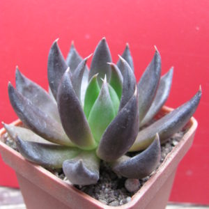 Echeveria Black Knight