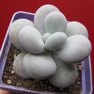 Pachyphytum oviferum