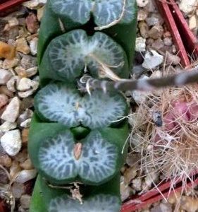 haworthia truncata Japan 10 seeds