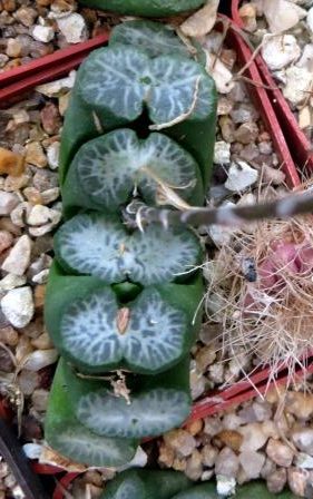 haworthia truncata Japan 10 seeds