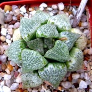 haworthia picta 10 seeds