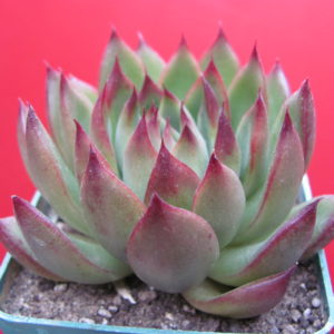 Echeveria agavoides Cristmas