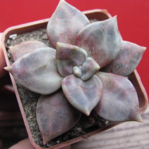 Echeveria xichuensis