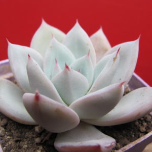 Echeveria Beatrice