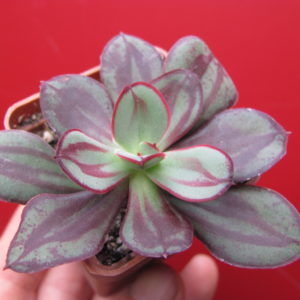 Echeveria nodulosa