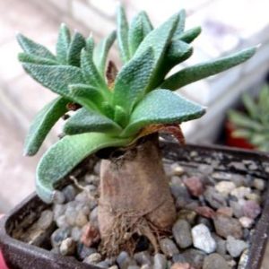 aloinopsis acuta