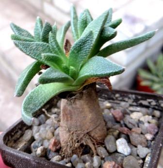 aloinopsis acuta