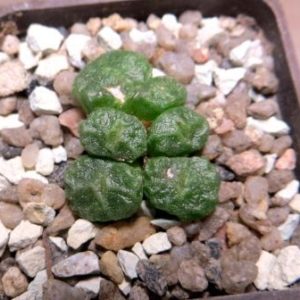conophytum angelicae ssp tetragonum