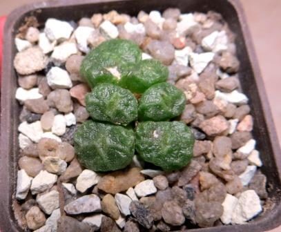 conophytum angelicae ssp tetragonum