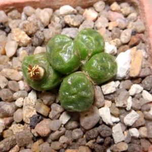 conophytum angelicae ssp tetragonum