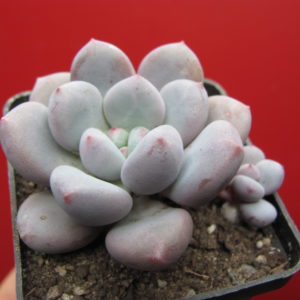 Pachyphytum   hybr.      #100