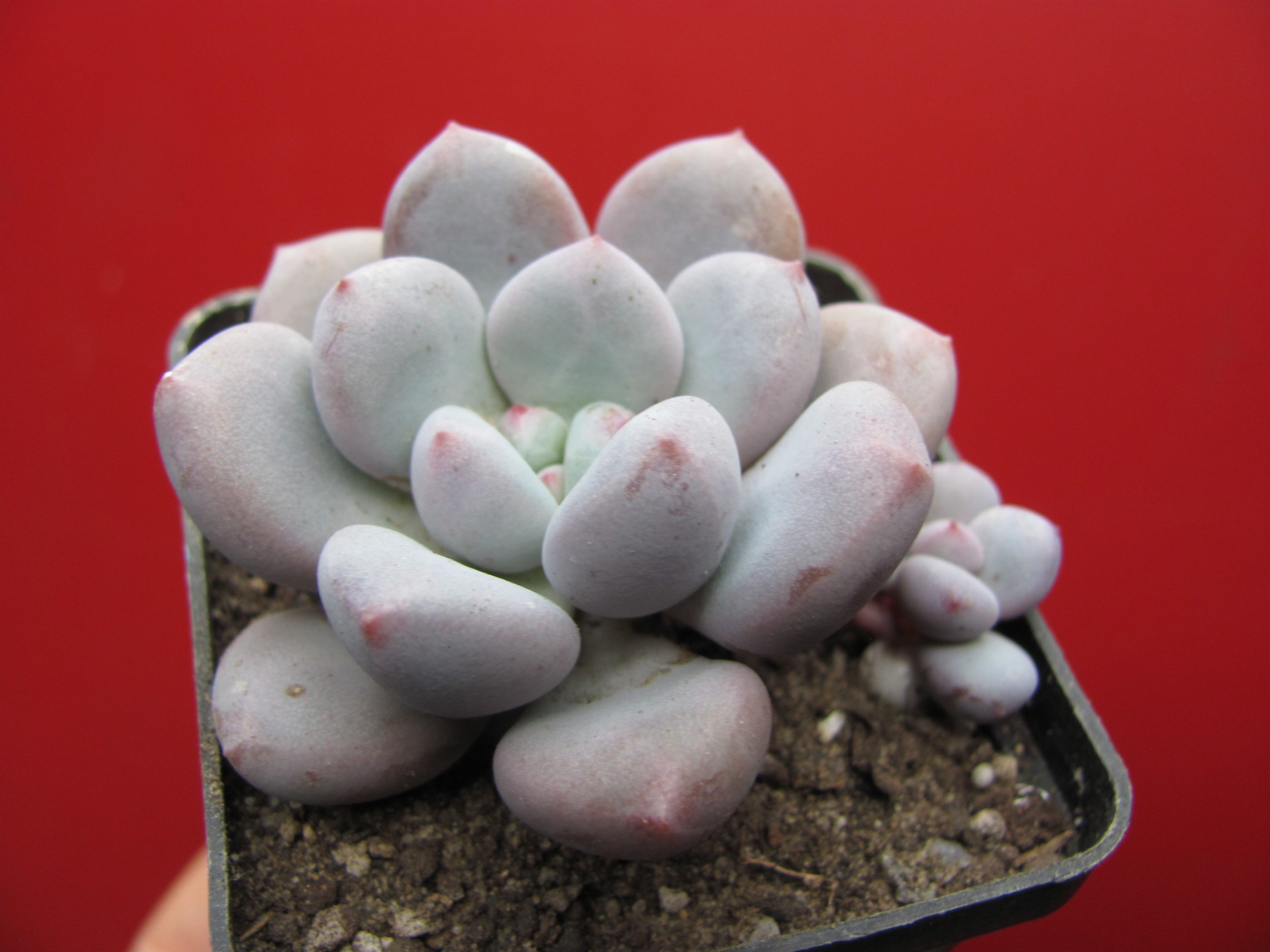 Pachyphytum   hybr.      #100