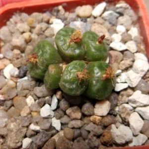 conophytum angelicae ssp tetragonum