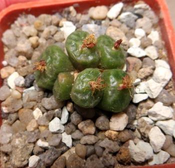conophytum angelicae ssp tetragonum
