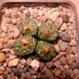 conophytum angelicae ssp tetragonum