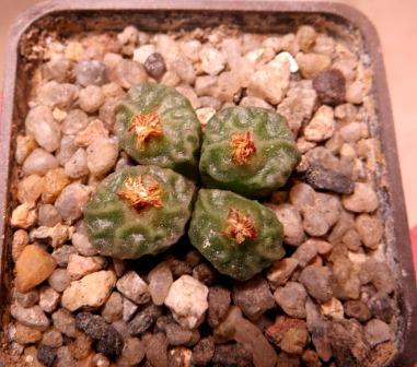 conophytum angelicae ssp tetragonum