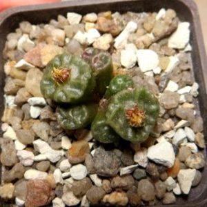 conophytum angelicae ssp tetragonum