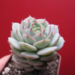 Echeveria derenbergii