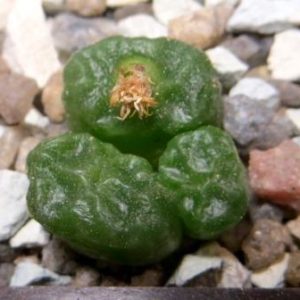 conophytum angelicae ssp tetragonum