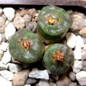conophytum angelicae ssp tetragonum
