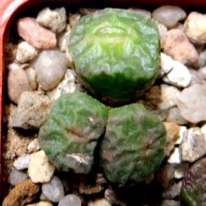 conophytum angelicae ssp tetragonum