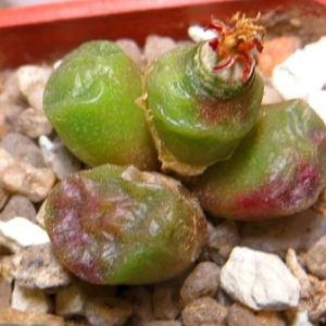 conophytum angelicae ssp tetragonum