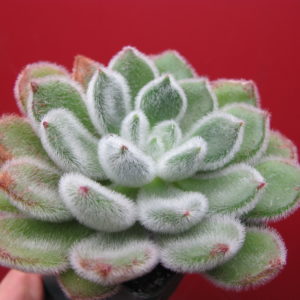 Echeveria Doris Taylor