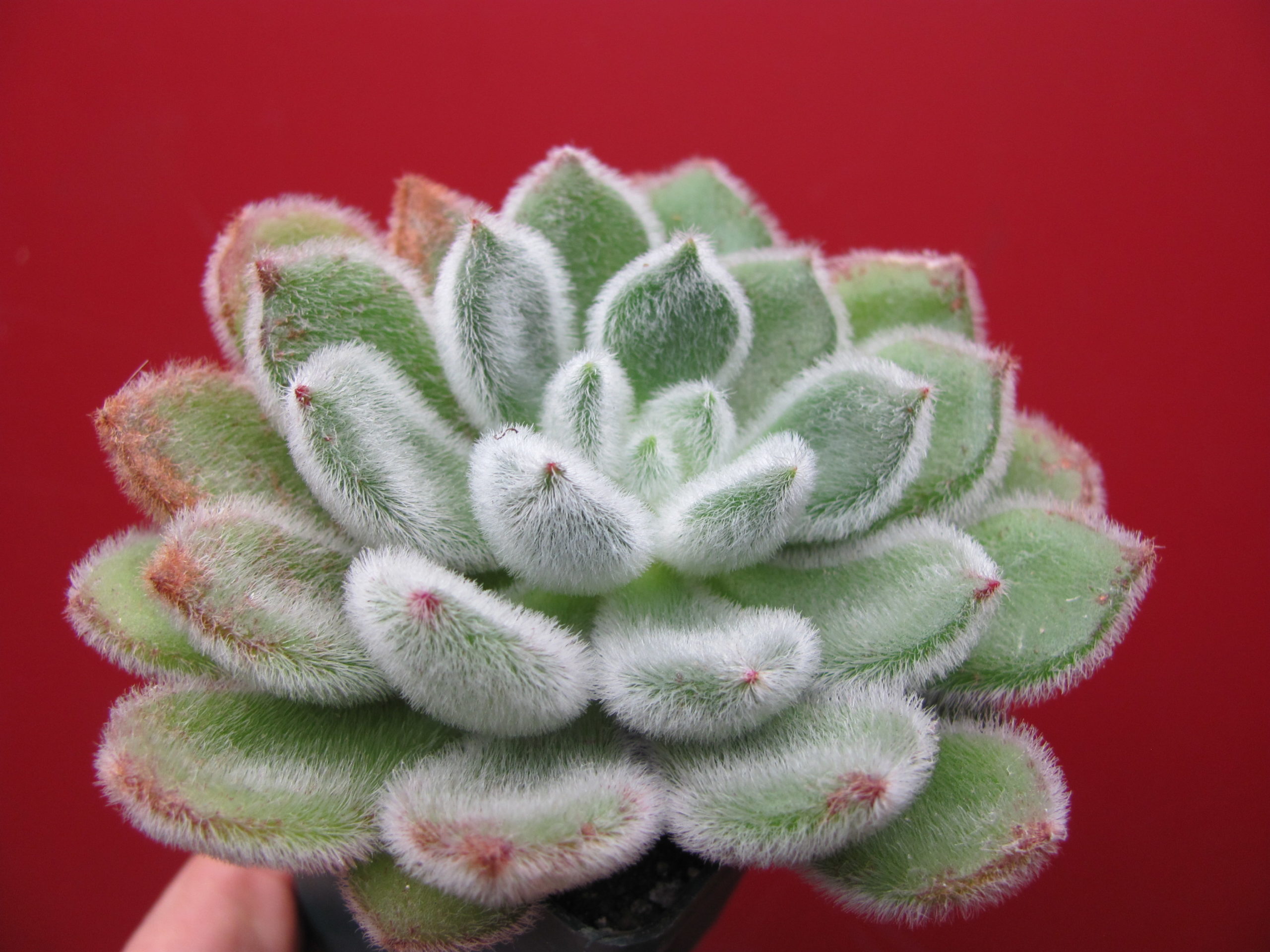 Echeveria Doris Taylor