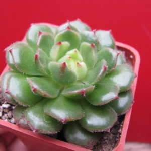 Echeveria Derosa